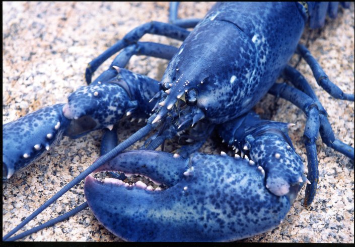 bluelobster2